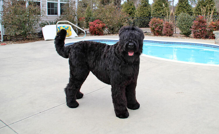 Black Russian Terrier